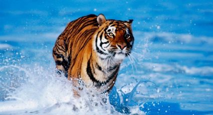 Horóscopo: todo sobre el año del "Tigre de Agua"