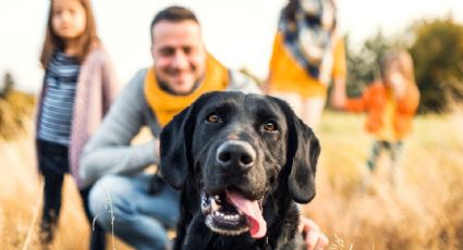 Datos sorprendentes: en los hogares de España, hay más mascotas que niños