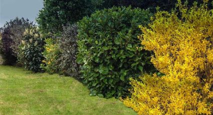 Las tres plantas que debes conseguir para decorar tu jardín y ganar privacidad