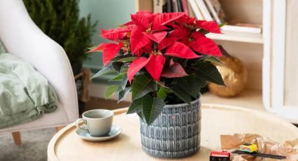 Las mejores plantas de interior para lograr una decoración perfecta en Navidad
