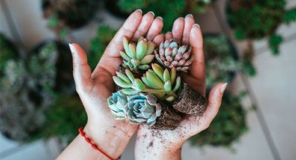 Cómo cuidar tus suculentas en primavera y verano