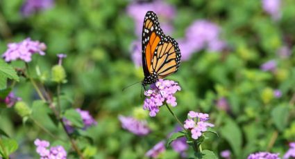 5 plantas para tu jardín que atraen a las mariposas