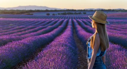 La lavanda y sus virtudes: Uso y beneficios de esta planta aromática