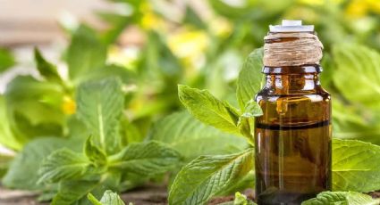 Aceite esencial de menta: Tu aliado natural contra la pérdida de cabello