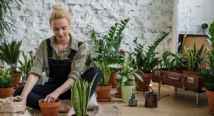 'Plant Parent': cómo alcanzar el bienestar a través del cuidado de plantas