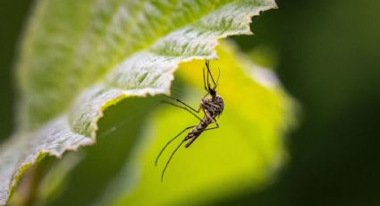 Las plantas que hay que evitar si no quieres mosquitos en tu casa