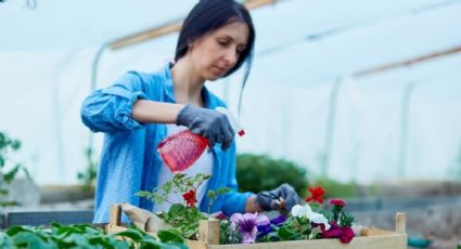 ¡Flores en abundancia! Descubre cómo el vinagre puede transformar tus plantas