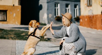 Cómo adiestrar a tu perro para que no muerda a las personas