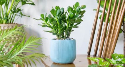 ¡Atrae riqueza! La mejor ubicación para tu árbol de jade