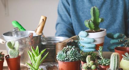 Kalanchoe tomentosa: La planta ideal de bajo mantenimiento