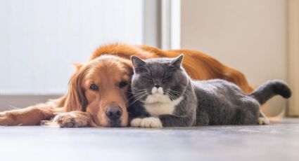 ¡Con las mascotas no! Cómo eliminar las garrapatas de manera casera