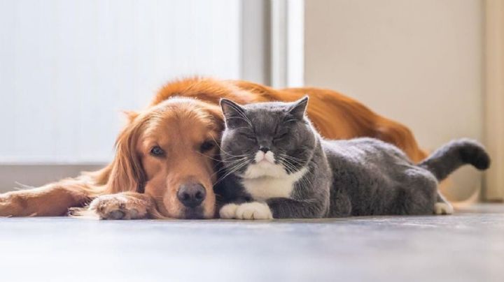 ¡Con las mascotas no! Cómo eliminar las garrapatas de manera casera