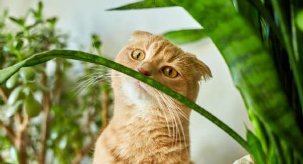 No compres estas plantas si tienes gatos en tu casa