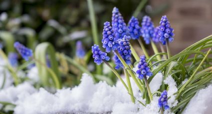 3 plantas resistentes al frío que embellecerán tu jardín en Invierno