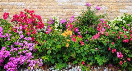 La planta que cambia de color y es perfecta para decorar tu jardín