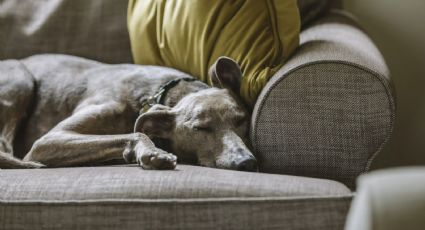 ¿Por qué no debes despertar a tu perro cuando sueña?