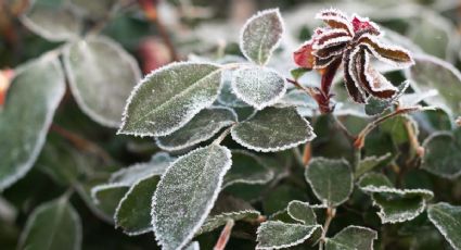 Las mejores plantas para tener en el invierno y sus cuidados