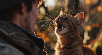 Maullidos de los gatos: el mensaje detrás de cada sonido