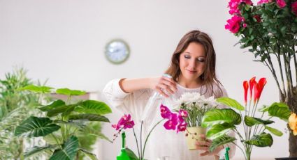 Estas tres plantas ayudan a mantener el equilibrio emocional