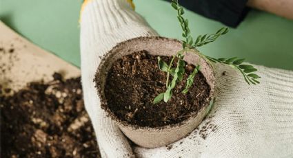 Las plantas perfectas para plantar en diciembre