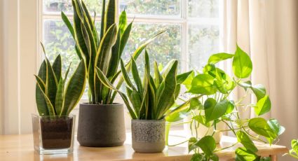 Plantas de interior fáciles: perfectas para principiantes