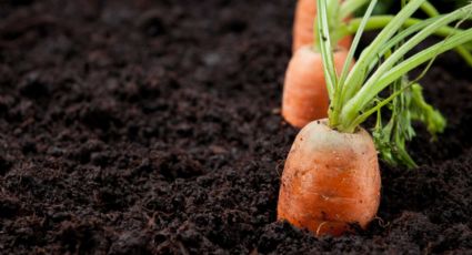 ¡No compres más! El método ideal para tener una planta de zanahorias en tu casa