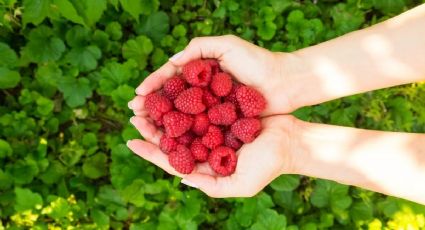 Nutre tus plantas de frutos rojos con este simple abono casero