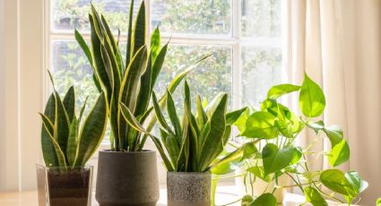 Triple consejo para que tus plantas sobrevivan al calor