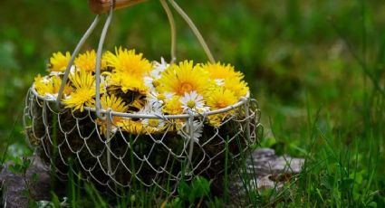 Guía para cultivar y cuidar una planta Diente de León