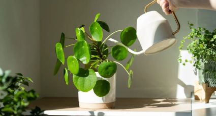 La planta perfecta para aromatizar los ambientes de tu hogar