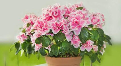 Azaleas: como cuidar de manera perfecta esta planta