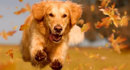 Adiós a los pelos de mascotas: estrategias para una limpieza eficiente