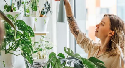 Las mejores plantas de interior para decorar tu hogar este verano