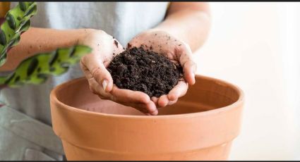 Los cinco pasos a seguir para hacer el mejor compost casero