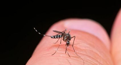 El secreto para olvidarte de los mosquitos este verano