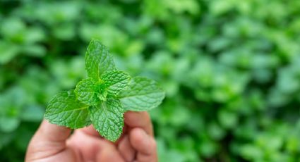 La planta que te ayudará a dormir mejor y que es muy fácil de sembrar y mantener