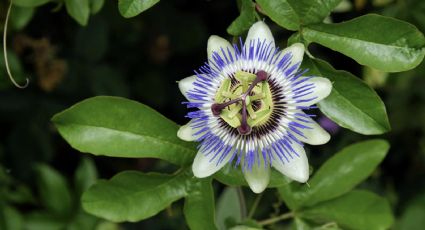 Las plantas medicinales que seguro tienes en tu jardín