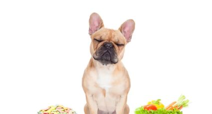 Los alimentos más saludables para tu perro