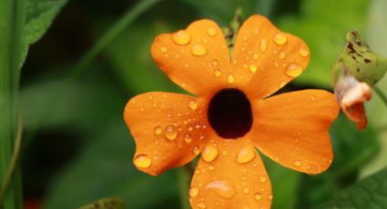 Cómo cuidar la planta que da flores todo el año