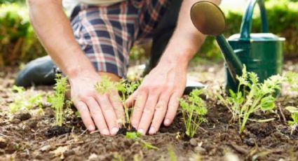 Acelera el crecimiento de tus plantas con estos trucos