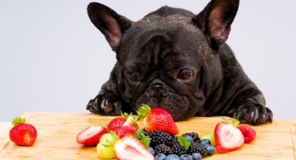 Conoce las frutas que benefician a la salud de tu perro