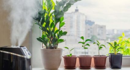 Las curiosas plantas que absorben la humedad de tu hogar