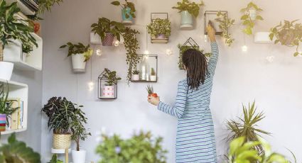 Cuáles son las plantas de interior más fáciles de cuidar