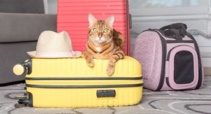 Sigue estos consejos para ir de vacaciones con tu gato