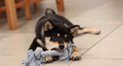 Cómo elegir el mejor juguete para tu perro