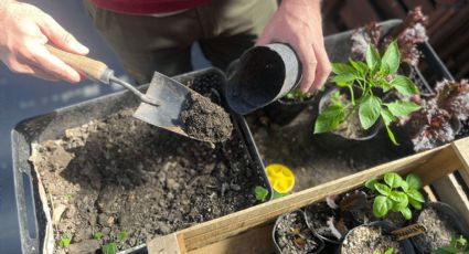 Las plantas que debes tener sí o sí en tu huerta