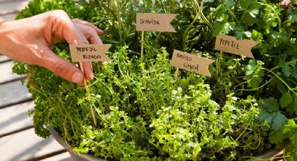 Las mejores plantas aromáticas para tener en tu casa