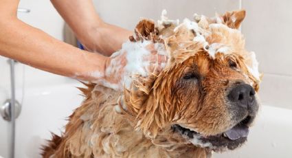 Guía para el cuidado de nuestras mascotas durante el baño