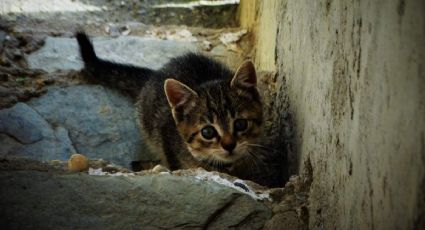 ¿Se perdió tu gato? Prueba este curioso truco japonés