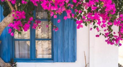 La mejores plantas y flores para decorar tu patio en verano